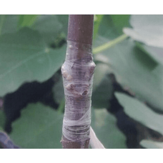 Veredelungsband für Obstbäume & Gartenblumen – Dehnbare Selbstklebende Pflanzenbinder